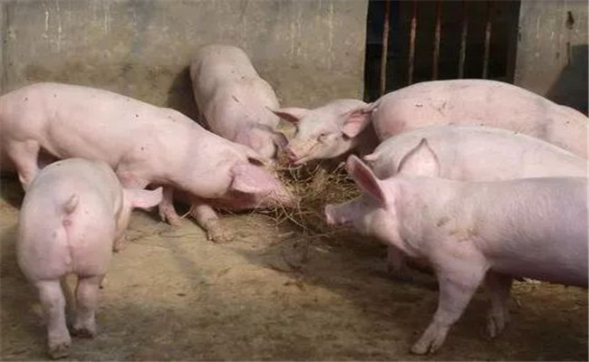 乳清粉在養豬過程中如何使用