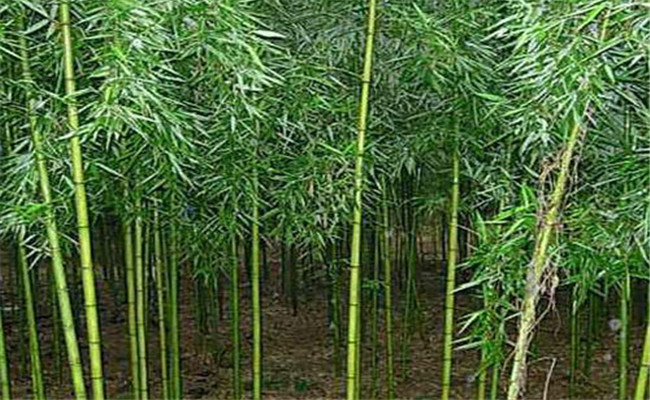 早園竹能長多高