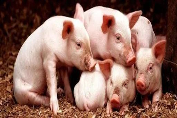神經疾病引起豬不吃食
