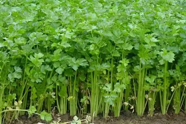 芹菜畝產量一般多少斤