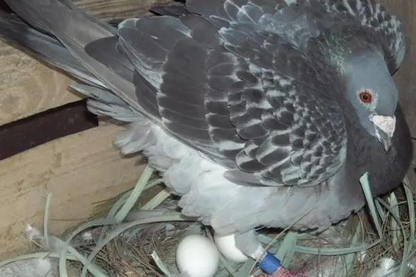 鴿子生幾個蛋開始孵化