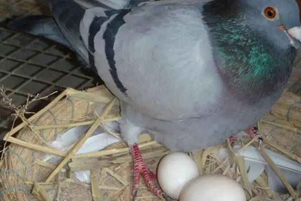 鴿子孵化溫度和濕度多少最合適