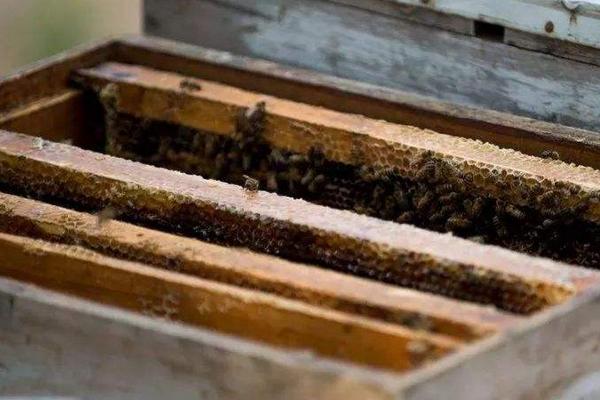 蜜蜂進箱后多少天可以打開巢門