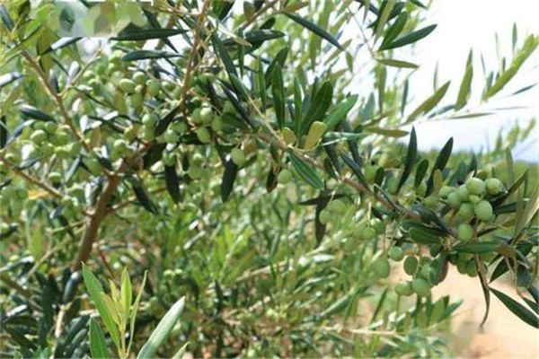 油橄欖種植的氣候條件