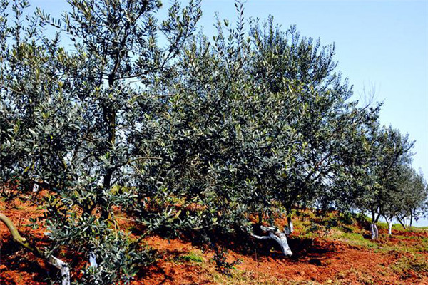 油橄欖的栽培管理
