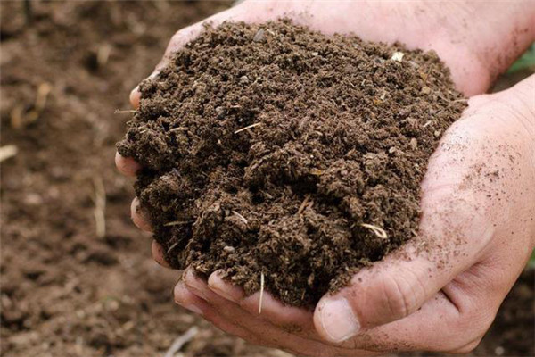農家肥如何科學施用 哪些方法能提高農家肥肥效