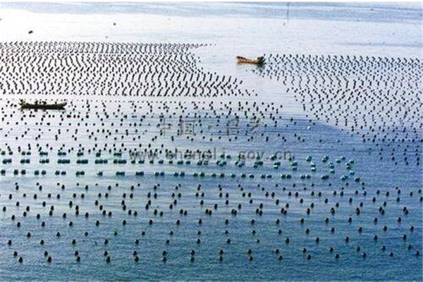 提高扇貝養殖產量的主要措施