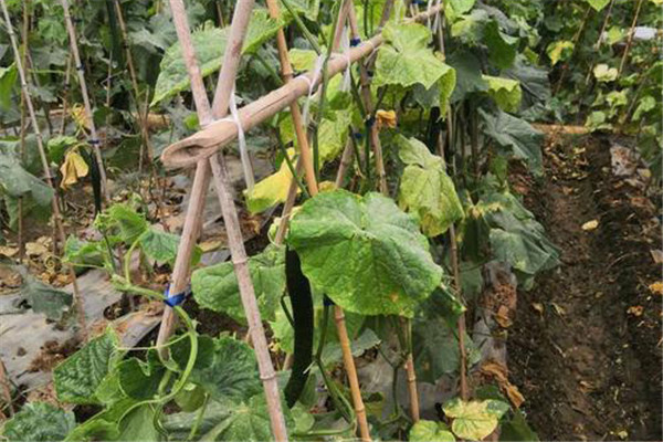 黃瓜枯萎病農業防治方法