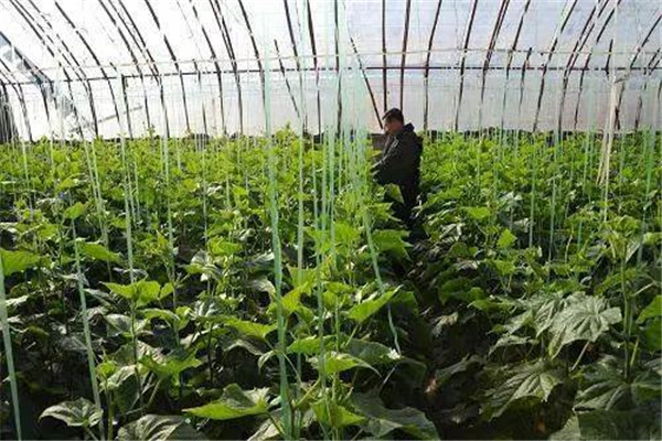 春季大棚黃瓜育苗技術要點與主要步驟