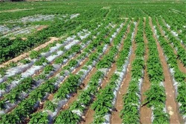 地膜春蕓豆的栽培技術要點