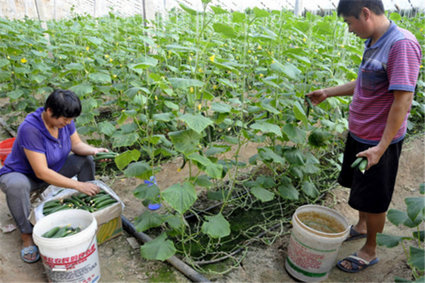 水果型黃瓜的栽培技術與主要種植步驟