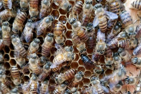 蜜蜂春繁階段加入花粉脾的配方