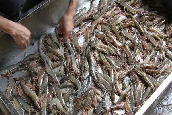 斑節對蝦除市場銷路和經濟價值外還有什么優點
