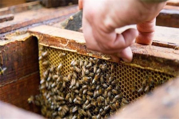 蜜蜂開箱操作方法