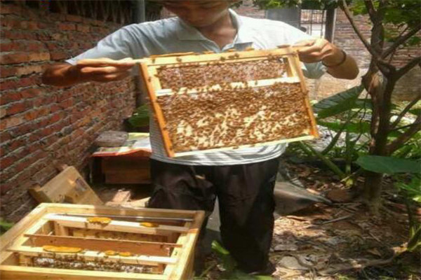 蜜蜂開箱時的注意事項 宜在選擇晴暖天氣進行