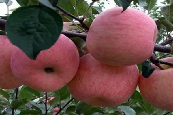 適宜種植蘋果的自然條件