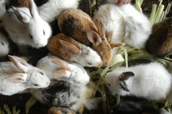人工養殖野兔不同生長階段喂什么
