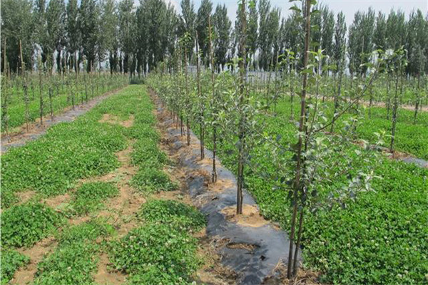 蘋果樹的種植條件