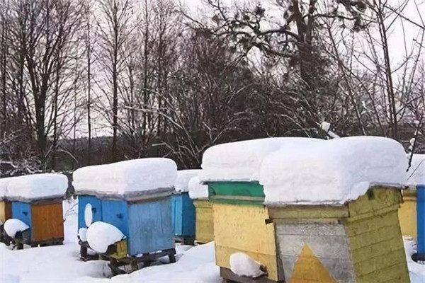 蜂群越冬需俱備的三個條件