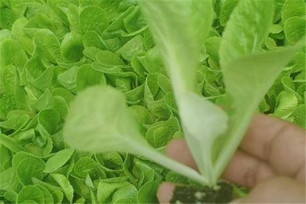 大白菜發芽期幼苗期蓮座期結球期和收獲期管理