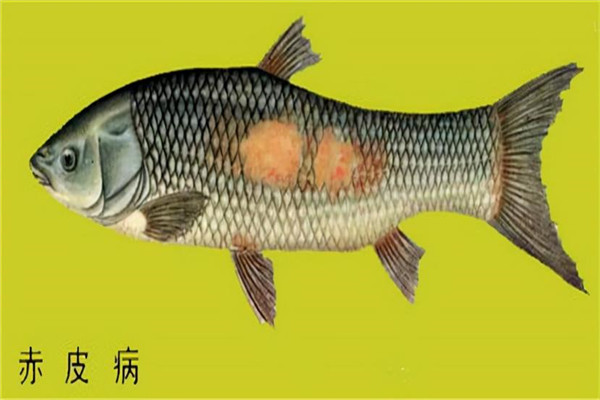 魚類赤皮病的主要癥狀