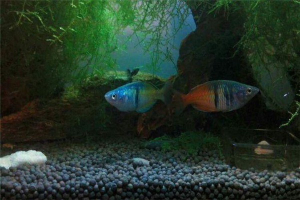 澳洲彩虹魚如何養殖
