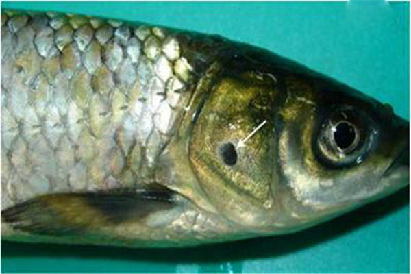 魚細菌性爛鰓病的主要癥狀