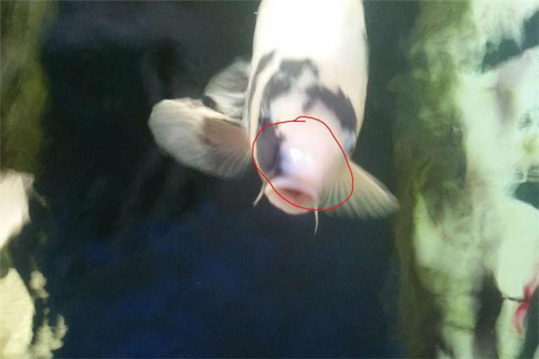 魚白頭白嘴病的主要癥狀