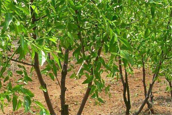 棗樹生長發育需要哪些元素