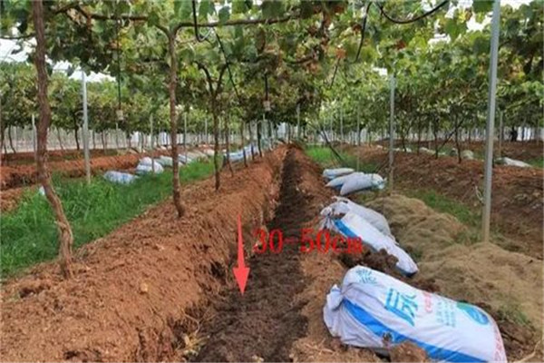 葡萄施基肥的方法
