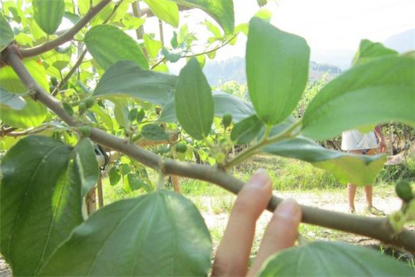 臺灣青棗主要蟲害金龜子的防治方法
