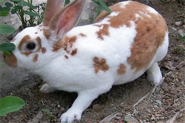 獺兔種公兔的飼養管理方法