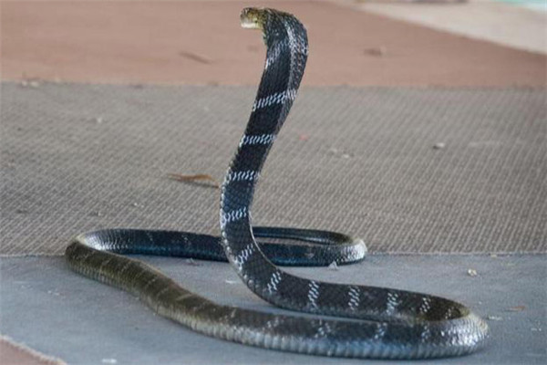 眼鏡蛇主要生物學特性與生活習性
