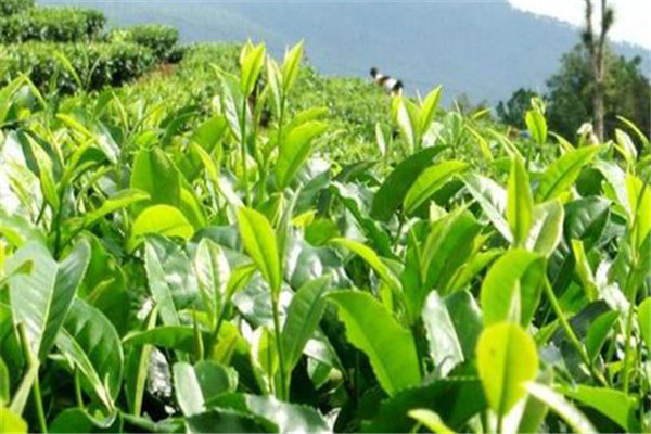 茶樹引種的方法及其注意事項