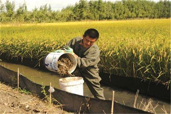 稻田成蟹養殖的投餌原則