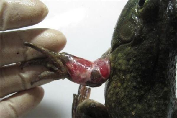 牛蛙紅腿病的癥狀表現