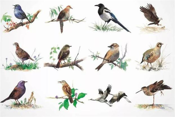 鳥類從生態學及季節性進行分類