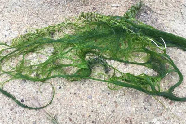 水網藻的清除