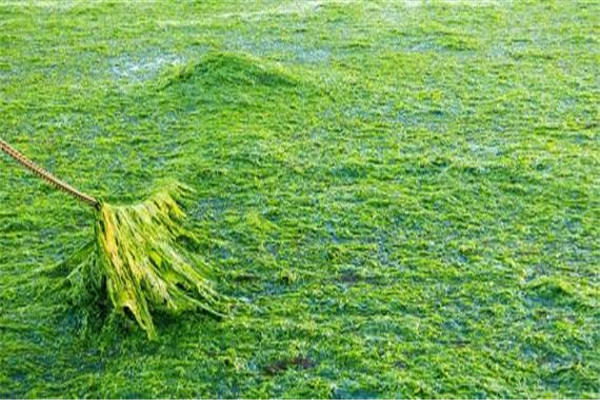 水綿、雙星藻、轉板藻