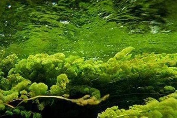 銅綠微囊藻、水花微囊藻