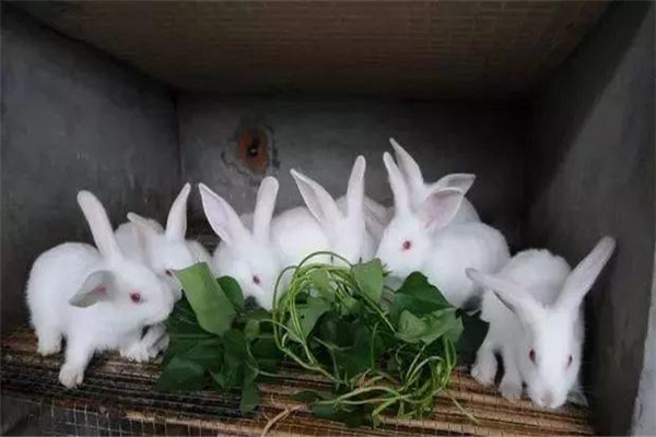 夏季養兔子如何降溫