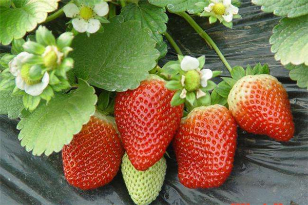 草莓缺乏大量營養元素時有些什么表現