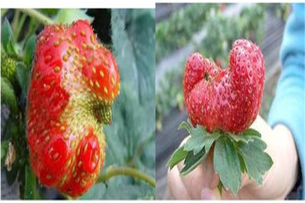 草莓畸形果產生的原因是什么