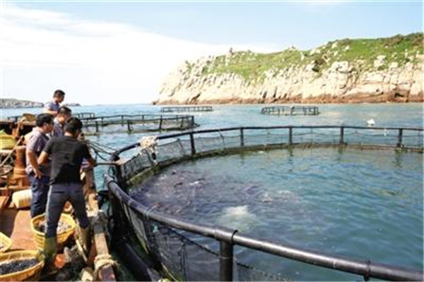 大黃魚養殖的水域條件