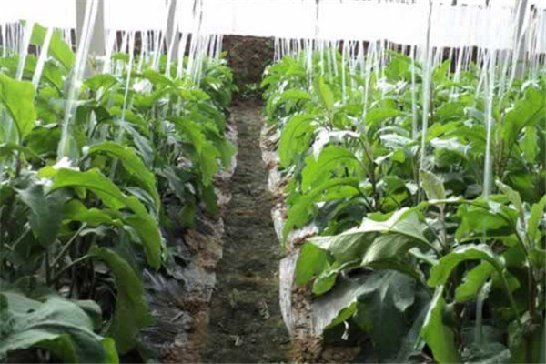 茄子壯苗期要多施磷肥