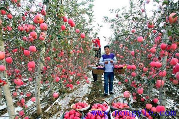 蘋果畝產量一般多少斤