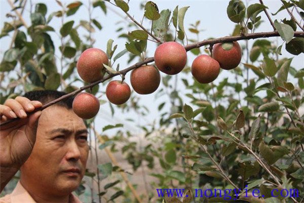 如何提高蘋果的畝產量