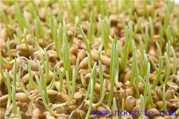 小麥種子多長時間發芽