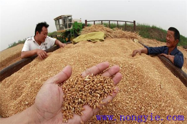 小麥種子貯存技巧
