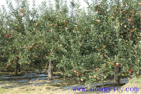 中國蘋果種植歷史